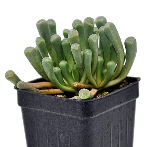 Succulent Fenestraria aurantiaca Baby Toes 3 inch 2.6x3.5 inch incl. Heat Pack Succulent Fenestraria aurantiaca Baby Toes 3 inch 2.6x3.5 inch incl. Heat Pack