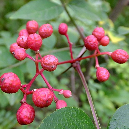 Prickly Ash Tree Seeds  Zanthoxylum americanum  25 Plus Toothache Tree Seeds in FROZEN SEED CAPSULES for The Gardener  and  Rare Seeds Collector  Plant Seeds Now or Save Seeds for Years