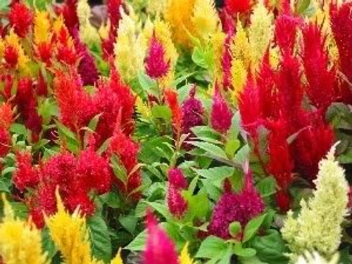 150 MIXED PAMPAS PLUMES COCKSCOMB Celosia Plumosa Flower Seeds