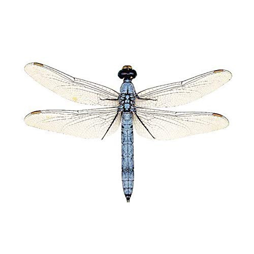 Light Blue Dragonfly Wall Decal - 6 inch  wingspan