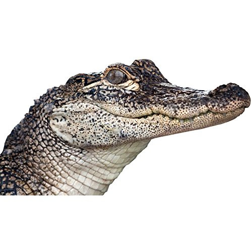 Alligator Peering Around Wall Decal - 6.5 inch  tall x 12 inch  wide