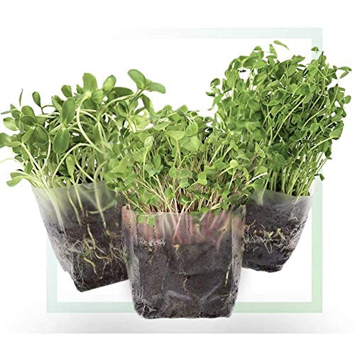 Window Garden Assorted Indoor Microgreens Seed Starter Vegan Growing Kit  Includes Seeds  3qts Organic Fiber Potting Soil and Pop-Up Bag  Add Water and Grow Vegetables for Healthy Salads