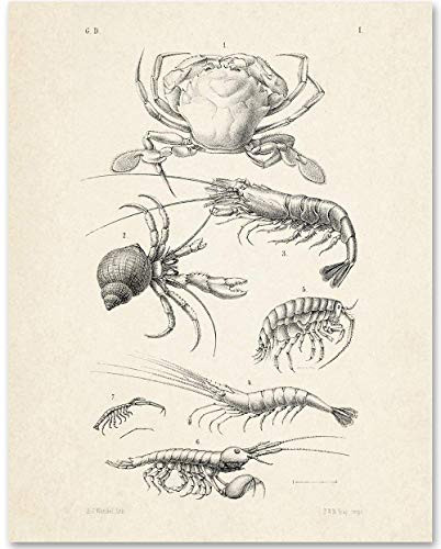 Crustaceans Illustration - 11x14 Unframed Art Print - Makes a Great Beach House Wall Decor Under  15
