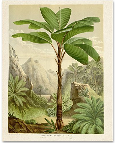 Verschaffeltia Splendida Palm Botanical Illustration - 11x14 Unframed Art Print - Makes a Great Wall Decor for Bathrooms and Bedrooms Under  15