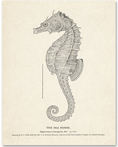 Seahorse Illustration - 11x14 Unframed Art Print - Makes a Great Beach House Wall Decor Under  15