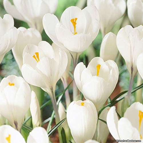 UtopiaSeeds 10 White Crocus Corms - Spring Blooming - Crocus Bulbs Peter Pan