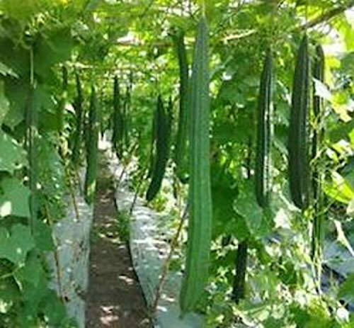 Gregpol - 12ct Ridged gourds Angled Luffa Chinese Okra Sponge gourds Luffa acutangula Gregpol - 12ct Ridged gourds Angled Luffa Chinese Okra Sponge gourds Luffa acutangula