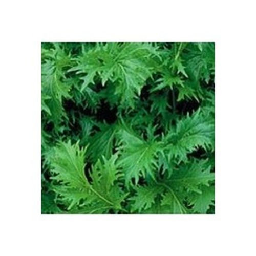 Sow No GMO Mustard Green Mizuna Non GMO Heirloom Japanese Asian Vegetable 50 Seeds Sow No GMO Mustard Green Mizuna Non GMO Heirloom Japanese Asian Vegetable 50 Seeds