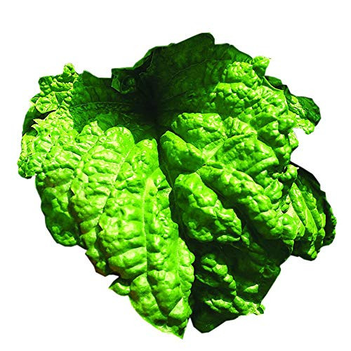 Park Seed Lettuce Leaf Basil Seeds  Includes 100 Seeds in a Pack