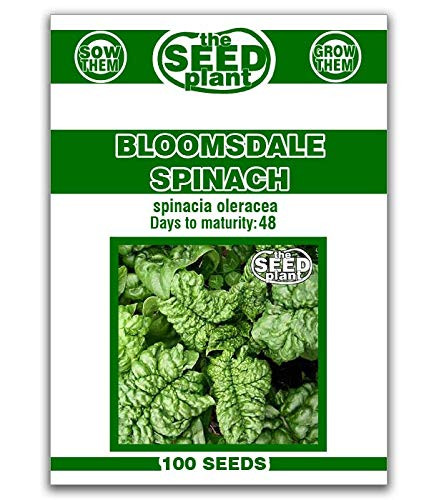 Bloomsdale Spinach Seeds 100 Seeds Non-GMO