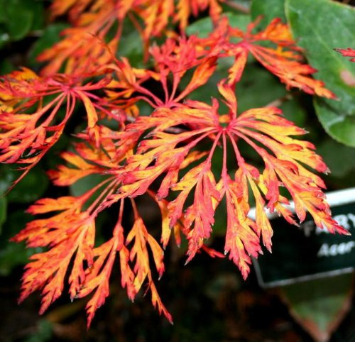 Fairy Lights Japanese Maple 1 - Year Graft