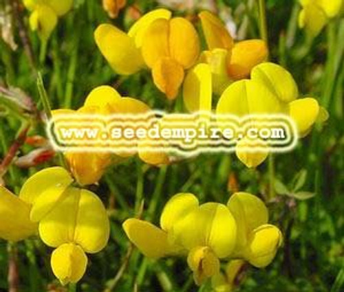 BIRDS FOOT TREFOIL Lotus Corniculatus --- 1 000 Flower Seeds