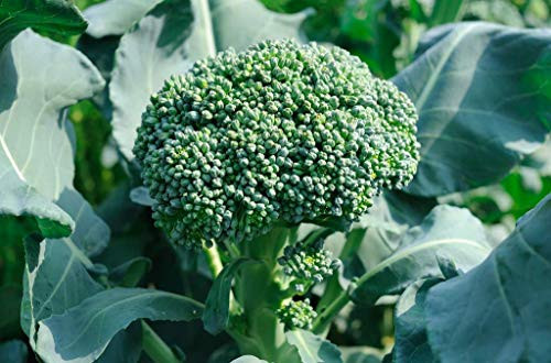300 Plus Seeds of Broccoli Waltham 29  Brassica oleracea  Non-GMO  Open Pollinated  American Heirloom Seeds