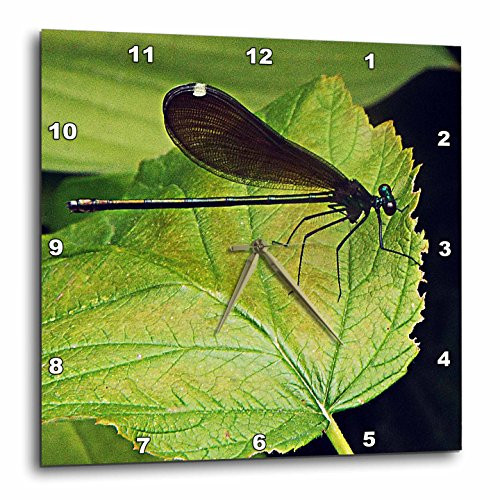 3dRose DPP_202502_1 Dragonfly on a Leaf Wall Clock, 10 x 10
