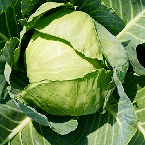 250 Plus Seeds of Cabbage Copenhagen Market  Heirloom Brassica oleracea  Non-GMO  Open Pollinated  Early Cabbage Variety