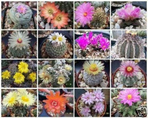 Exotic Cactus collection variety mix A rare cacti seed succulents 100 seeds lot