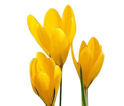 10 Yellow Crocus Corms - Spring Blooming- Crocus Bulbs  inch Giant Yellow inch