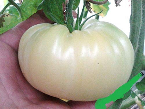 Large White Tomato Great White Seeds for Planting About 20 Seeds