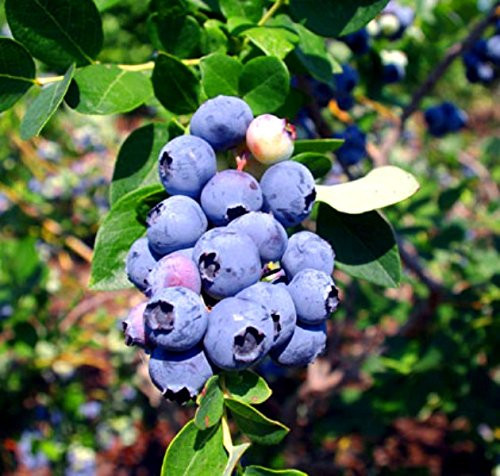 Blueberry Plants inch Emerald inch Southern Highbush Includes 4 Four Plants with 4 Hello Organics Tags Blueberry Plants inch Emerald inch Southern Highbush Includes 4 Four Plants with 4 Hello Organics Tags