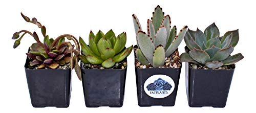 Fat Plants San Diego Premium Succulent Plant Variety Package. Live Indoor Succulents Rooted in Soil in a Plastic Growers Pot 4 Fat Plants San Diego Premium Succulent Plant Variety Package. Live Indoor Succulents Rooted in Soil in a Plastic Growers Pot 4