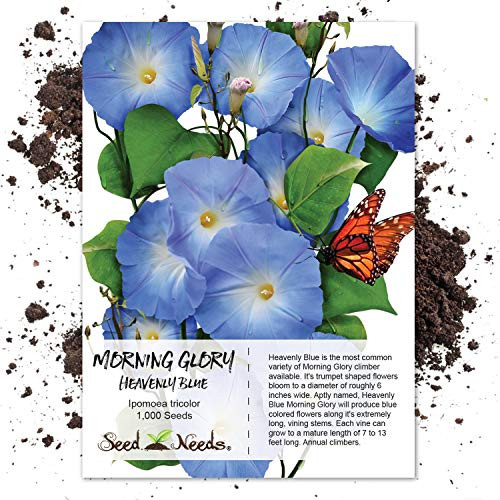 Seed Needs  Heavenly Blue Morning Glory  Ipomoea Tricolor  1 000 Seeds Untreated