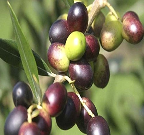 Olive Tree - Olea europaea - Seed Seeds - Great for Bonsai - Variety from Italy - Frangrant Blooms - Perfect for Indoor and Greenhouse  050 Seeds - 1 2 oz
