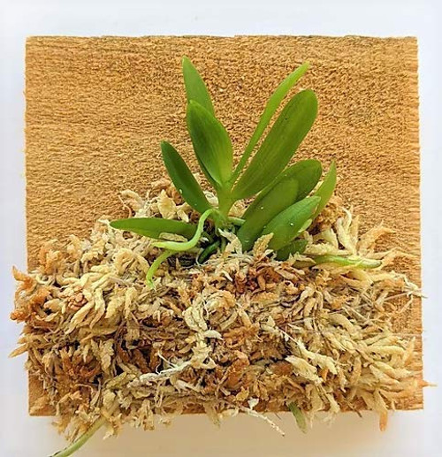 BLOOMIFY Mounted Miniature Orchid - Haraella retrocalla - Wrapped with Long Fiber Sphagnum Moss - 3 inch  Mount