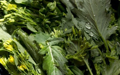 500 Plus Broccoli Raab  Rabe  Rapini  Seeds- inch Del Trasimeno inch