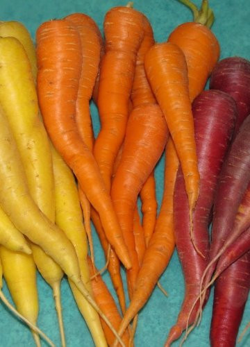 Carrot Seed Assortment- 5 Heirloom Varieties- Non-GMO