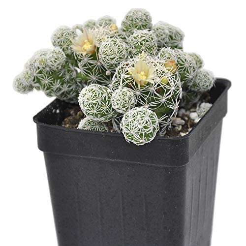 Mammillaria gracilis fragilis Thimble Cactus 3 inch 2.6x3.5 inch incl. Heat Pack Mammillaria gracilis fragilis Thimble Cactus 3 inch 2.6x3.5 inch incl. Heat Pack