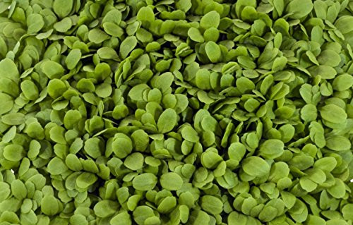 22 000 Plus Microgreens Seeds- Buttercrunch Lettuce  1 oz. 28.35g.