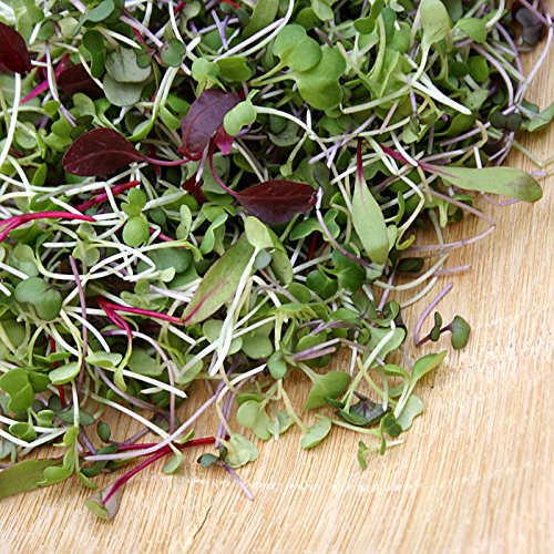 5 000 Plus Microgreens Seeds- Red Russian Kale by Ohio Heirloom Seeds