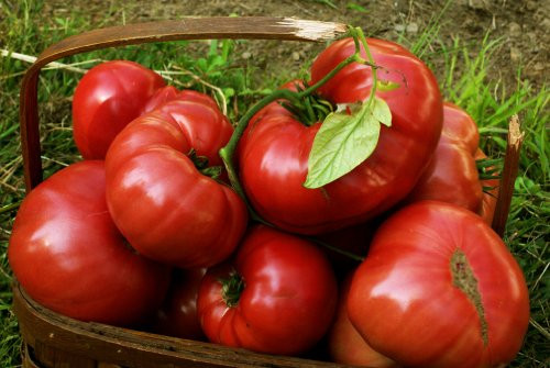 75 Plus Pink Brandywine Heirloom Tomato Seeds- Grown in 2020