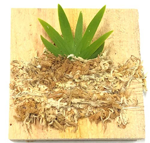 BLOOMIFY Tree Fern Mounted Miniature Oncidium Orchid Without Flower Spike-Long Fiber Sphagnum Moss Wrapped  Psygmorchis pusilla