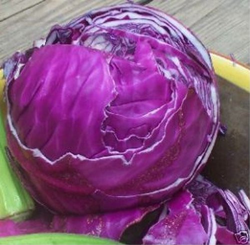 Sow No GMO Cabbage Red Acre Non GMO Heirloom Vegetable 40 Seeds