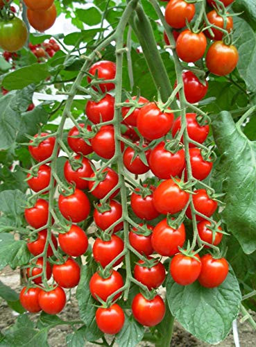 NIKA SEEDS - Vegetable Cherry Tomato Red - 25 Seeds