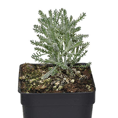 Santolina incana Lavender Cotton 3 inch 2.6x3.5 inch incl. Heat Pack Santolina incana Lavender Cotton 3 inch 2.6x3.5 inch incl. Heat Pack
