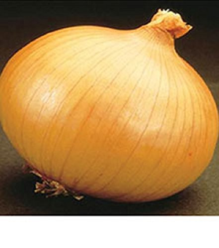 Savannah Sweet   onions Seed  Onion Allium cepa.Plant Spring Summer or Fall  1000