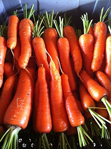 Carrot Seeds Chantenay RED Cored Carrot Heirloom Variety 100 Seeds