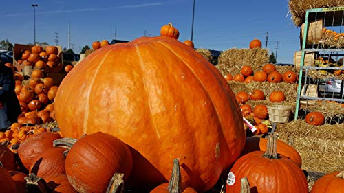 Atlantic Giant Pumpkin - 40 Seeds. 1 2 oz - World Record Dill s Variety - C328