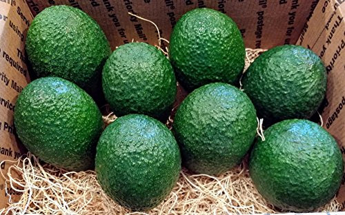 8 Pack Fresh California Hass Avocados  8 Pack