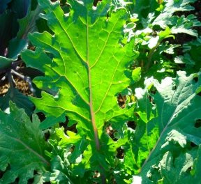 300 Plus Red Kale Seeds- Heirloom Variety
