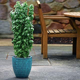 Park Seed Basil Everleaf Emerald Towers  Includes 50 Seeds in a Pack