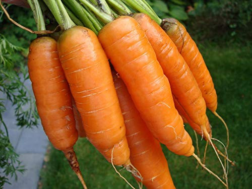 1 000 Plus Carrot Seeds- Scarlet Nantes Heirloom Variety- by Ohio Heirloom Seeds