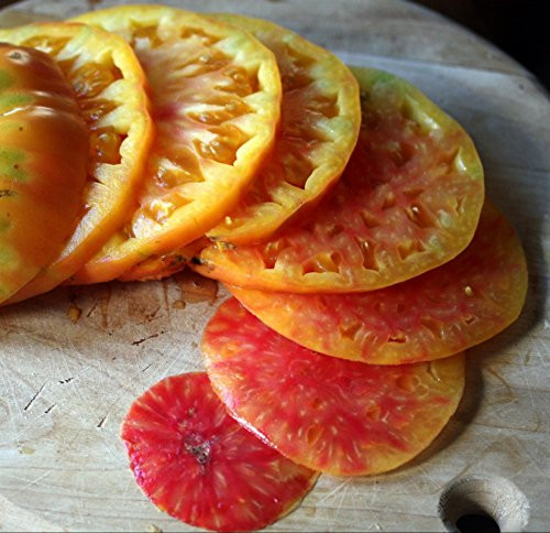 Hillbilly Heirloom Tomato Seeds- 30 Plus Seeds