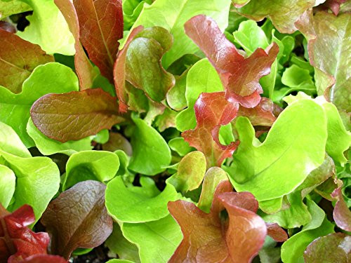 1 000 Plus Mesclun Lettuce Seeds- Salad Mix- 1 000 Plus Seeds