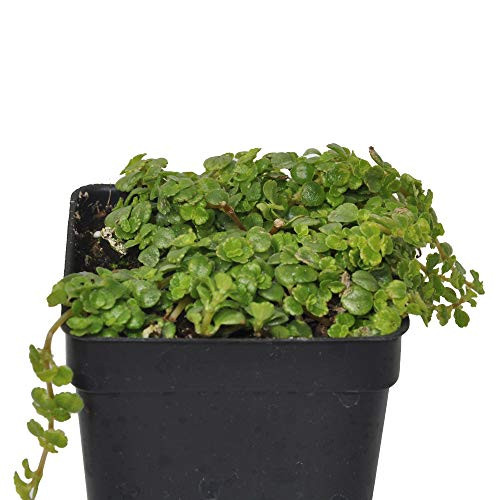 Pilea depressa Baby Tears 3 inch 2.6x3.5 inch incl. Heat Pack Pilea depressa Baby Tears 3 inch 2.6x3.5 inch incl. Heat Pack