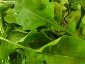 1 000 Plus Arugula Seeds- Rocket Salat  Roquette  Heirloom Variety