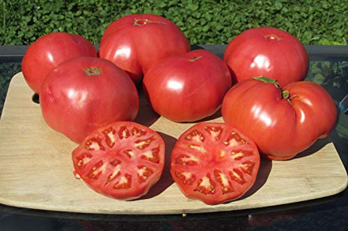 75 Plus Beefsteak Tomato Seeds- Heirloom Variety Grown in 2020