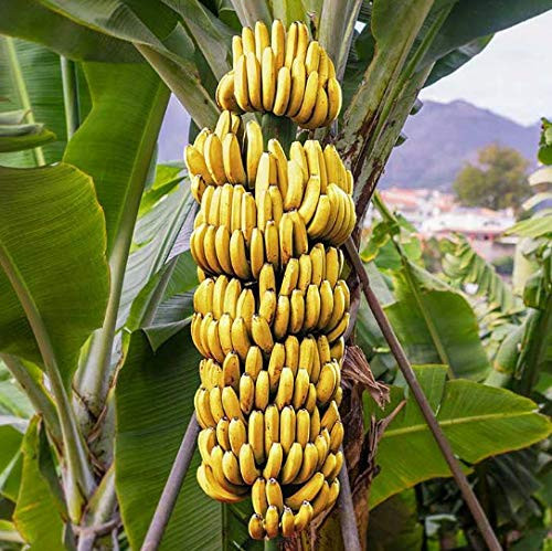 Oldworldtropicals Banana Fruit Tree Musa inch Gran Nain inch Live Tropical Plant Oldworldtropicals Banana Fruit Tree Musa inch Gran Nain inch Live Tropical Plant